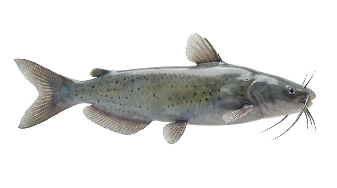 Channel Catfish