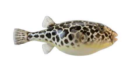 Checkered Puffer