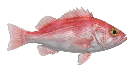 Chilipepper Rockfish