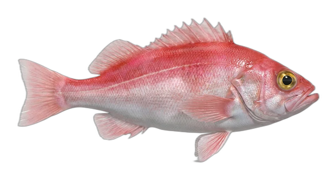 Chilipepper Rockfish