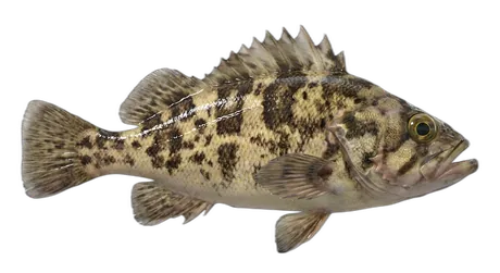 China Rockfish