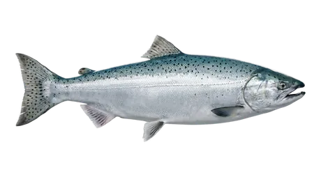 Chinook Salmon