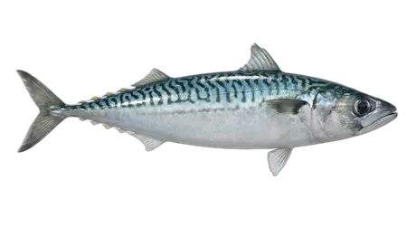 Chub Mackerel