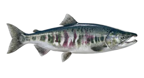 Chum Salmon