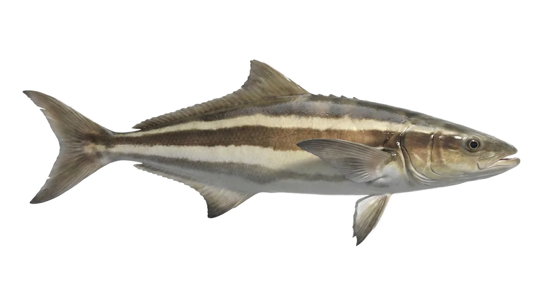 Cobia