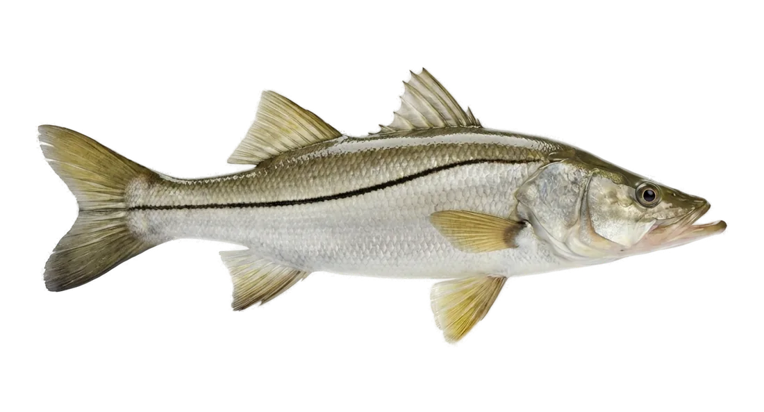 Common Snook