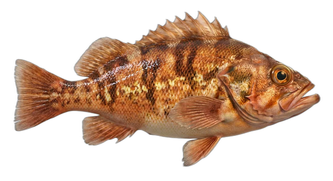 Copper Rockfish