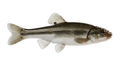 Creek Chub