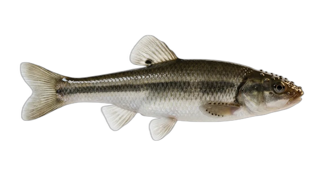 Creek Chub