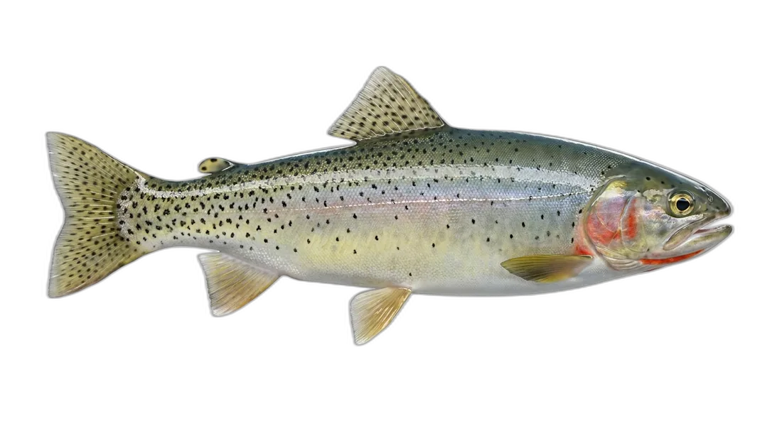 Cutthroat Trout