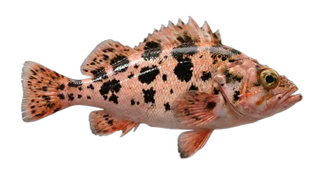 Darkblotched Rockfish
