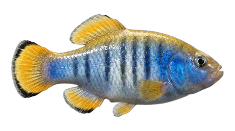 Desert Pupfish