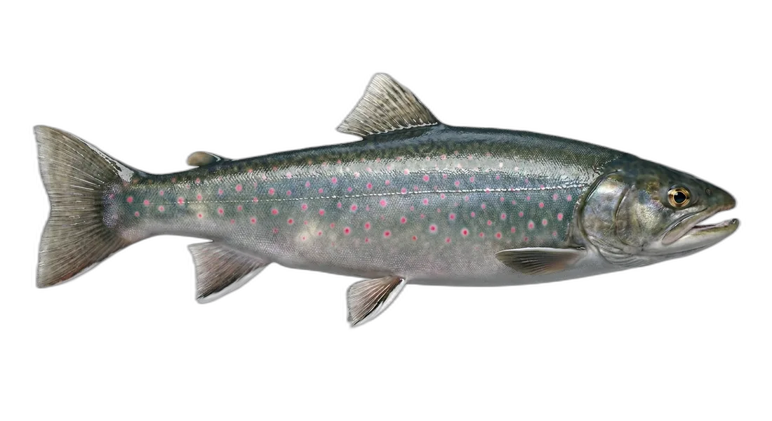 Dolly Varden