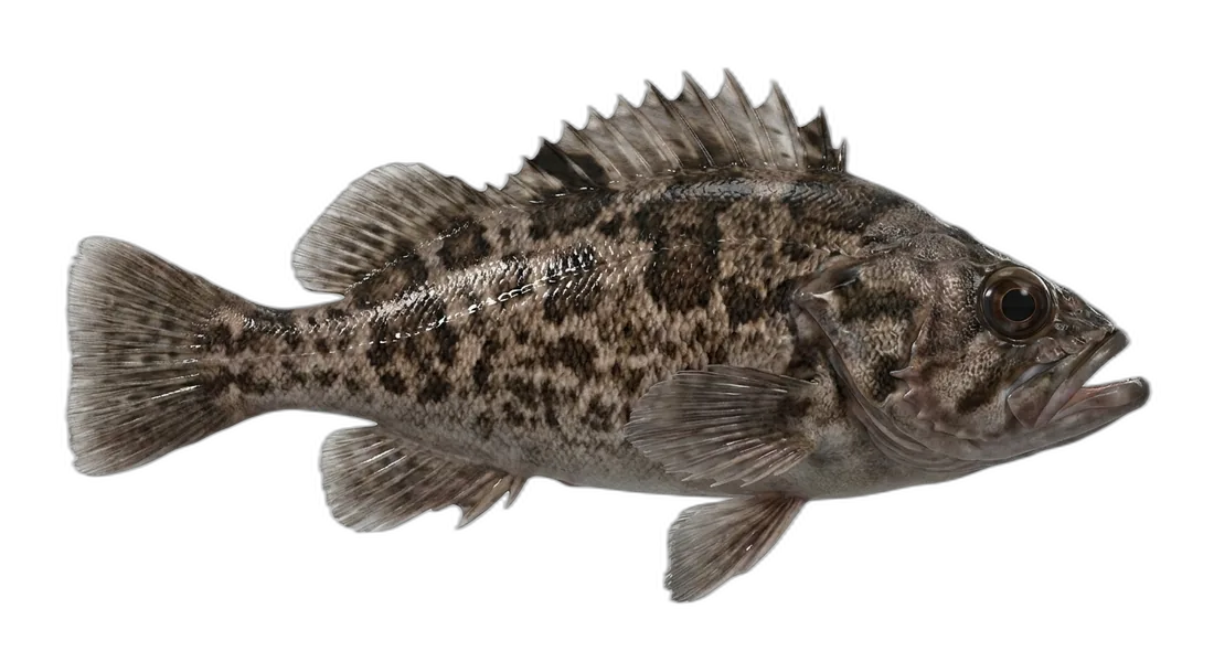 Dusky Rockfish