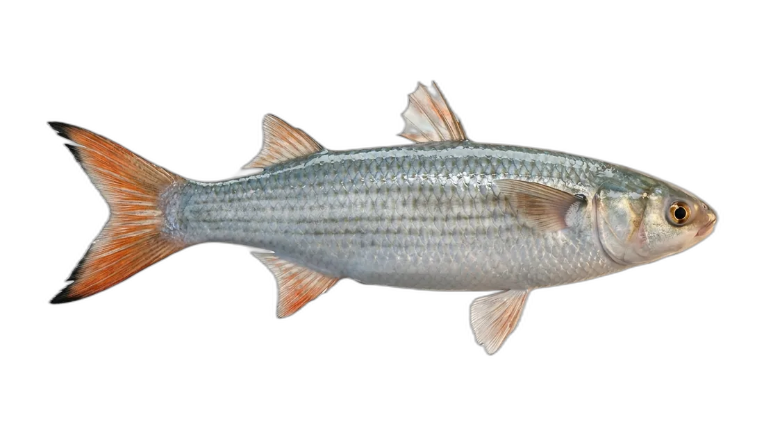 Fantail Mullet