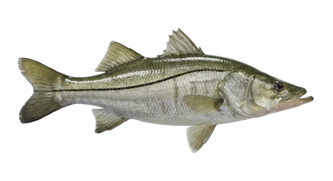 Fat Snook
