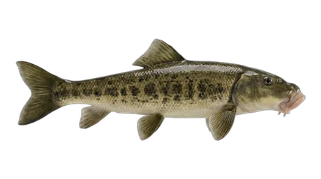 Flannelmouth Sucker