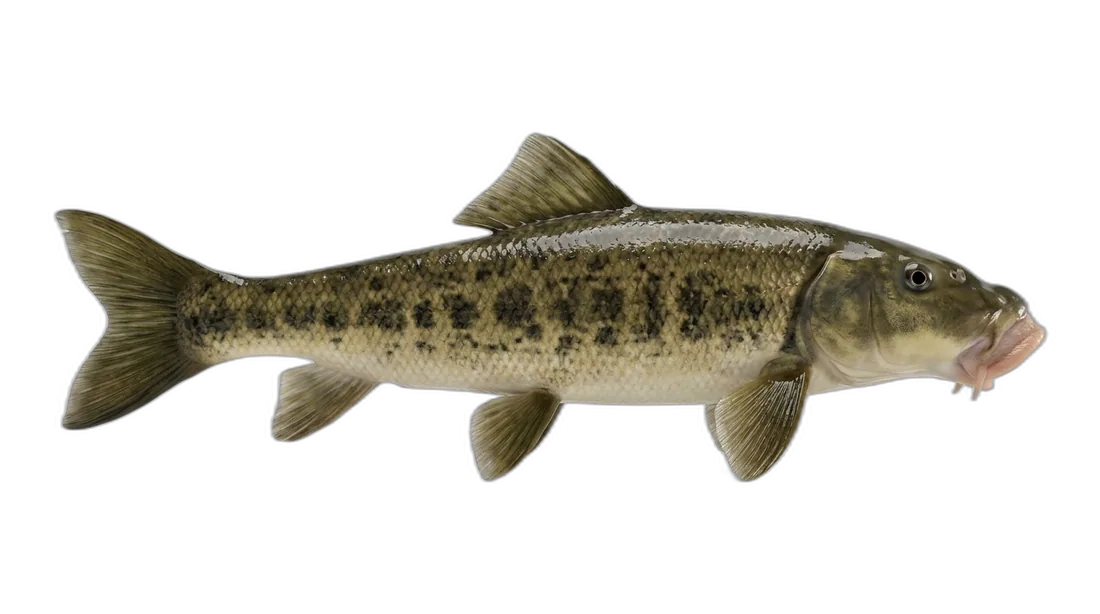 Flannelmouth Sucker