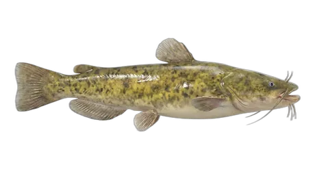 Flathead Catfish