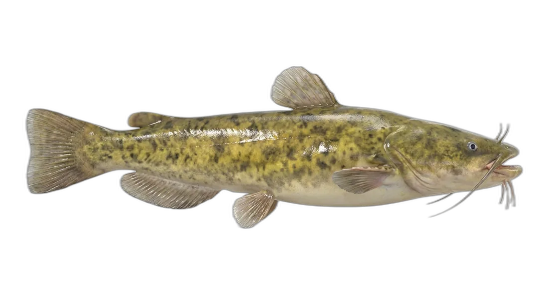 Flathead Catfish