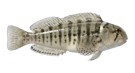 Florida Blenny