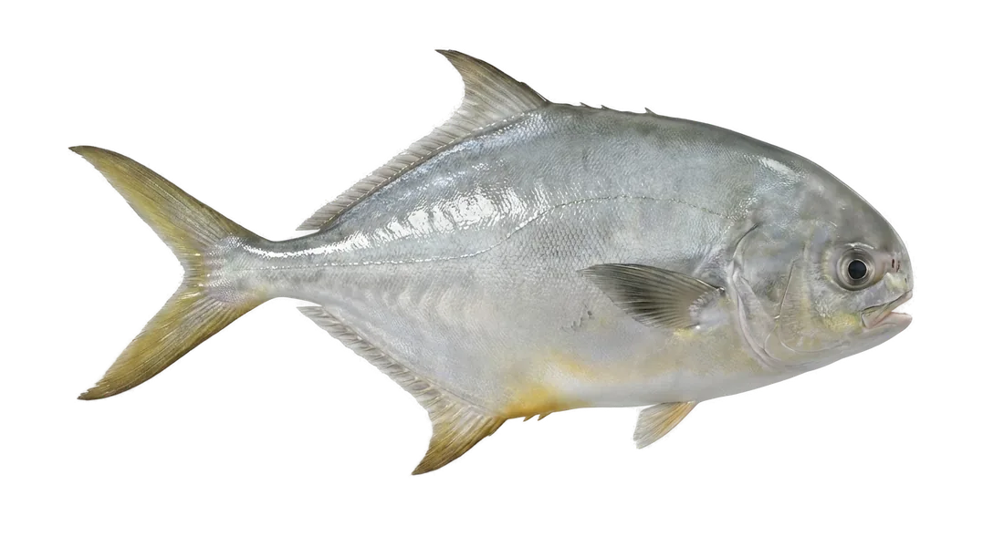 Florida Pompano
