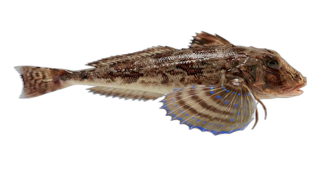Flying Gurnard
