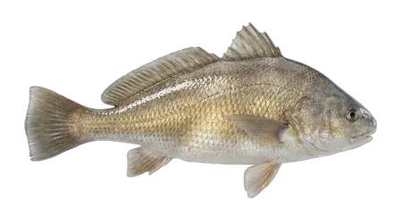 Freshwater Drum