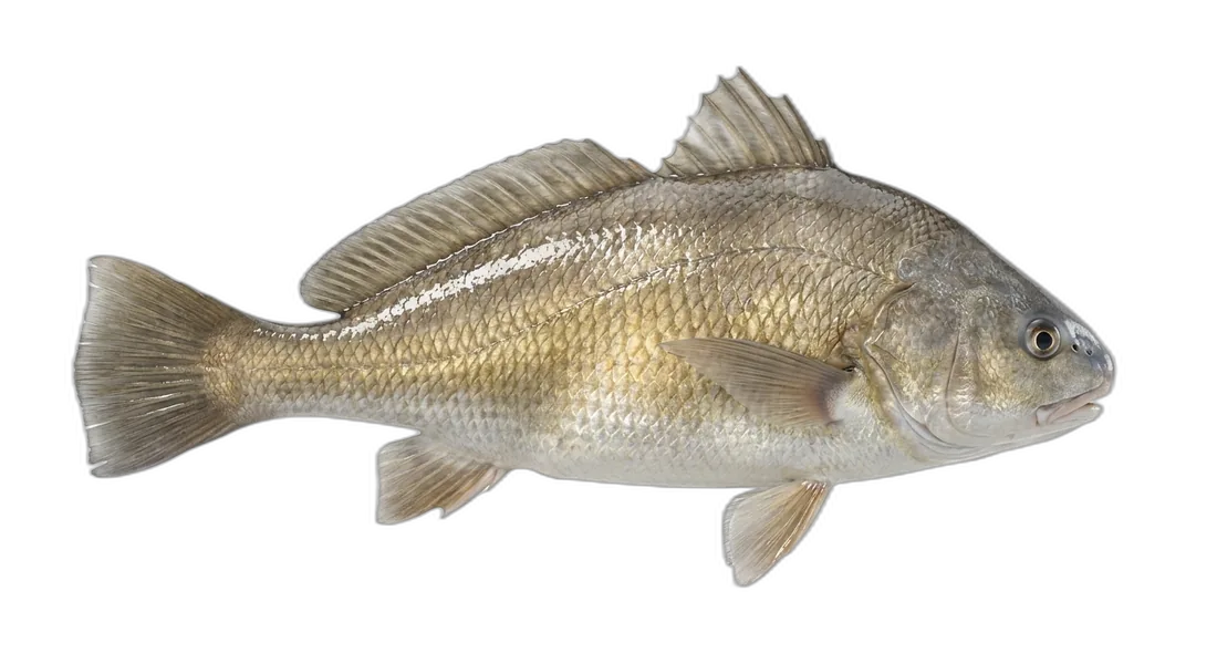 Freshwater Drum