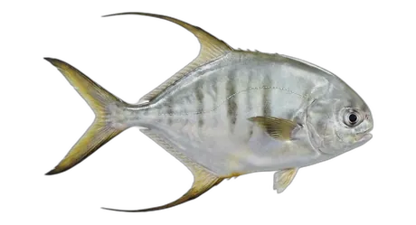 Gafftopsail Pompano