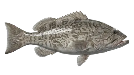 Gag Grouper