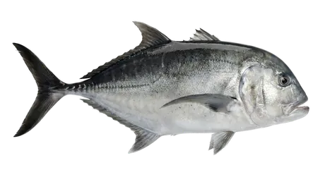Giant Trevally