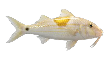 Gold-Saddle Goatfish