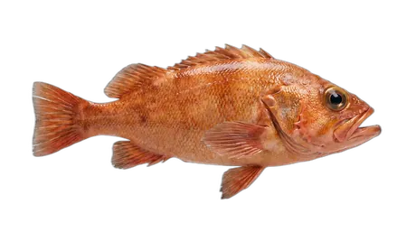 Golden Redfish