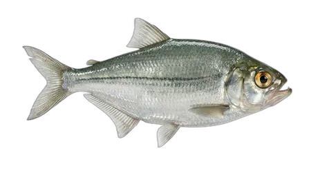 Goldeye