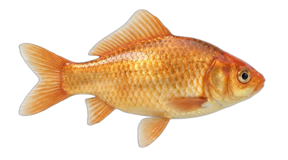 Goldfish
