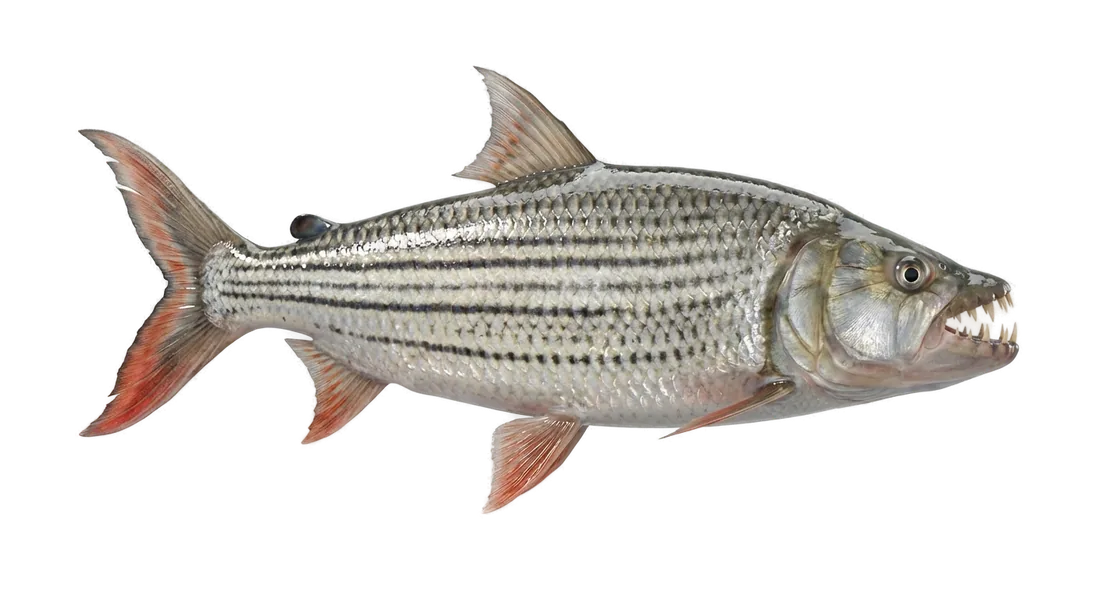 Goliath Tigerfish