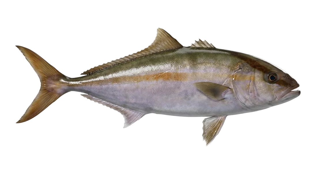 Greater Amberjack