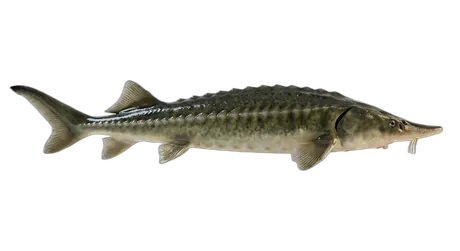 Green Sturgeon