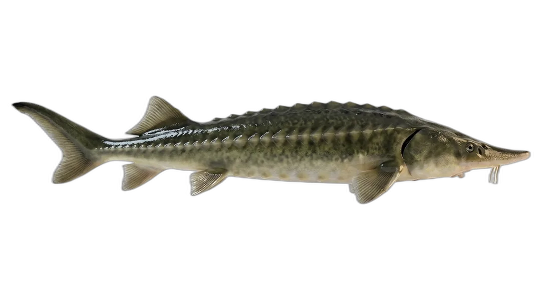 Green Sturgeon