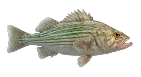 Greenstriped Rockfish