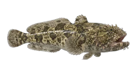 Gulf Toadfish
