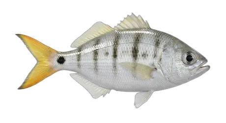 Hawaiian Flagtail
