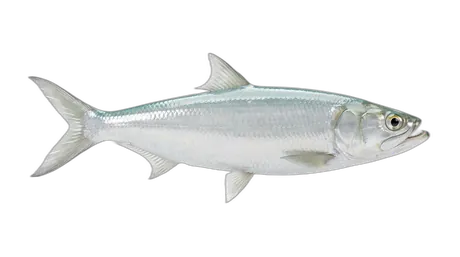 Hawaiian Ladyfish