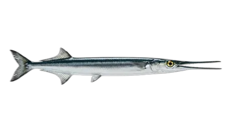 Hound Needlefish