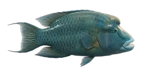 Humphead Wrasse