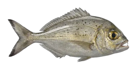 Humpnose Big-Eye Bream