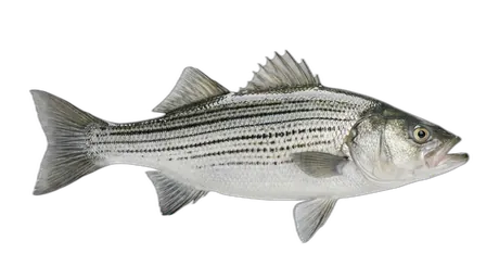 Hybrid Striped Bass