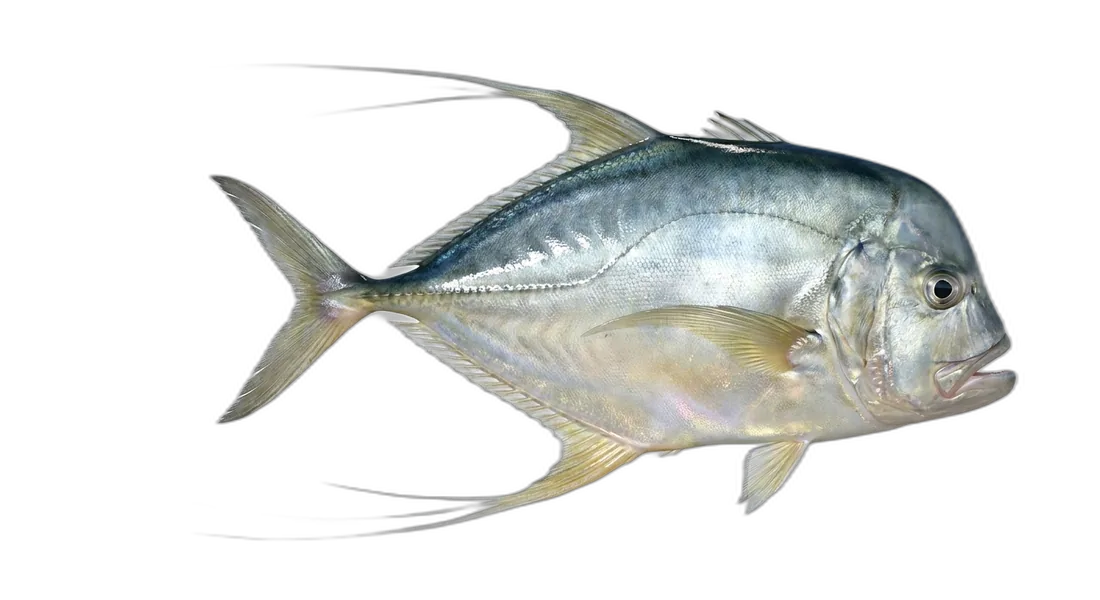 Indian Threadfish