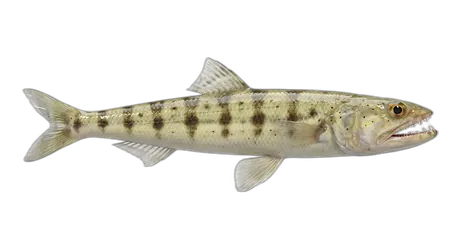 Inshore Lizardfish